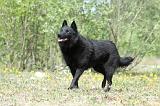 SCHIPPERKE 531